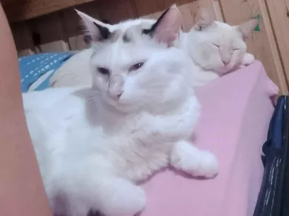 Gato raça Angorá idade 1 ano nome Mel da raça angorá 