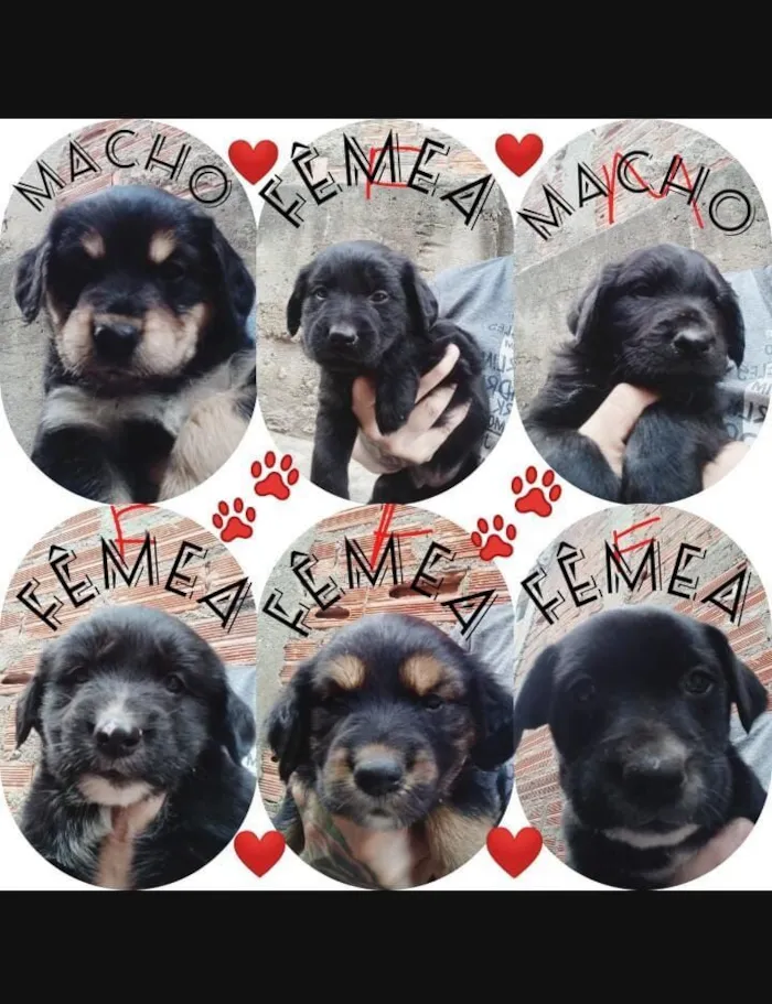 Macho e fêmea 