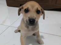 Cachorro raça SRD-ViraLata idade 2 a 6 meses nome Bê um