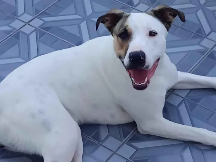 Cachorro raça Pit-Bull idade 7 a 11 meses nome Meives 