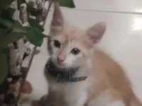 Gato raça SRD-ViraLata idade 2 a 6 meses nome Ana Paula Ferreira Lara de Assis