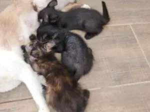 Gato raça SRD-ViraLata idade Abaixo de 2 meses nome Sem nome ainda