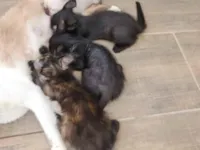 Gato raça SRD-ViraLata idade Abaixo de 2 meses nome Sem nome ainda