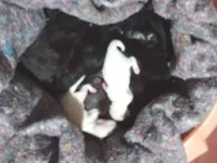 Gato raça SRD-ViraLata idade Abaixo de 2 meses nome Gisele Dos Santos