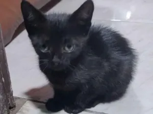Gato raça SRD-ViraLata idade Abaixo de 2 meses nome Letiane Somavilla