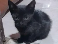 Gato raça SRD-ViraLata idade Abaixo de 2 meses nome Letiane Somavilla