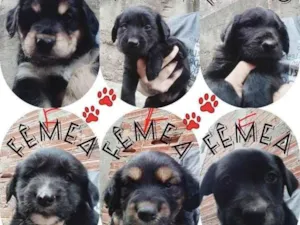Cachorro raça SRD-ViraLata idade 2 a 6 meses nome Macho e fêmea 