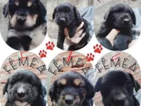 Cachorro raça SRD-ViraLata idade 2 a 6 meses nome Macho e fêmea 