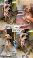 Cachorro raça SRD-ViraLata idade 7 a 11 meses nome Dylan