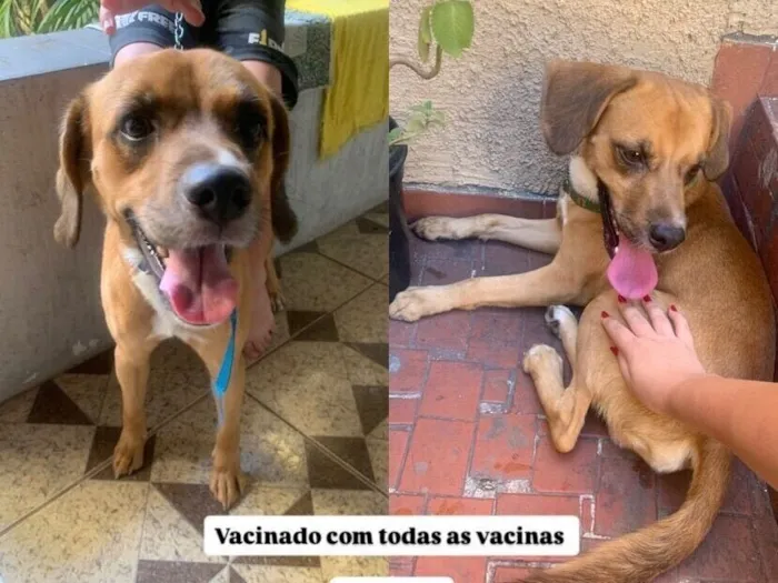 Cachorro raça SRD-ViraLata idade 7 a 11 meses nome Dylan