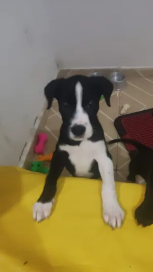 Cachorro raça SRD-ViraLata idade Abaixo de 2 meses nome Coragem e Pantera
