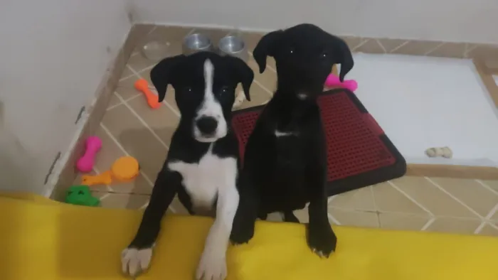 Cachorro raça SRD-ViraLata idade Abaixo de 2 meses nome Coragem e Pantera