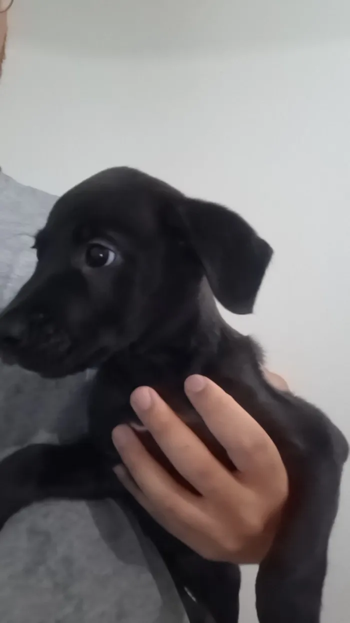 Cachorro raça SRD-ViraLata idade Abaixo de 2 meses nome Coragem e Pantera