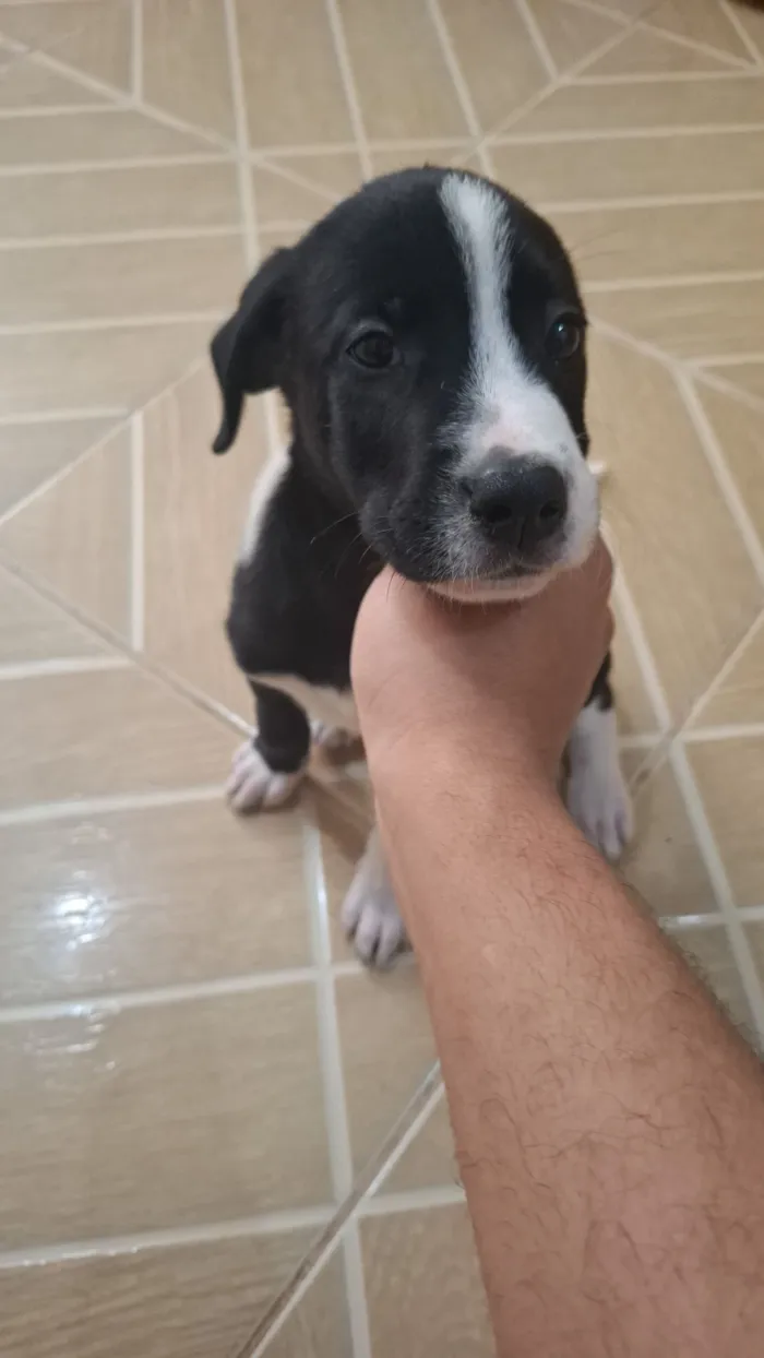 Cachorro raça SRD-ViraLata idade Abaixo de 2 meses nome Coragem e Pantera