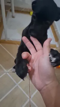 Cachorro raça SRD-ViraLata idade 2 a 6 meses nome Coragem e Pantera