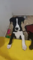 Cachorro raça SRD-ViraLata idade 2 a 6 meses nome Coragem e Pantera