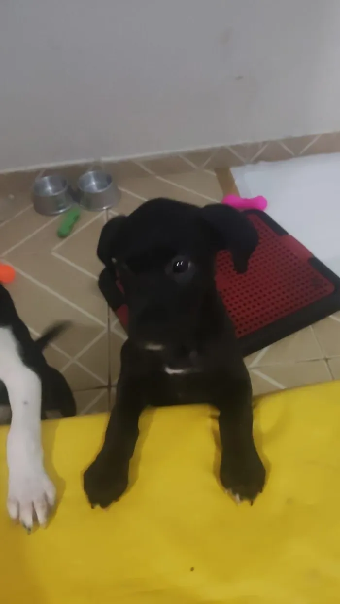 Cachorro raça SRD-ViraLata idade 2 a 6 meses nome Coragem e Pantera