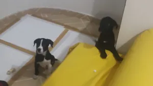 Cachorro raça SRD-ViraLata idade 2 a 6 meses nome Coragem e Pantera