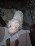 Cachorro raça Poodle idade 2 anos nome Jessica Cristina Viana da Silva