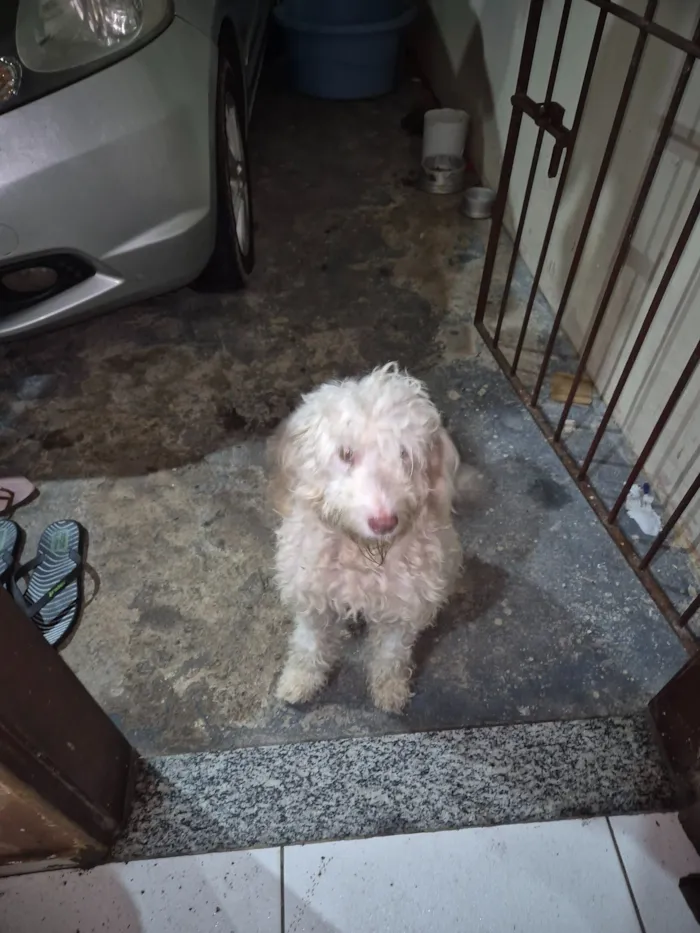 Cachorro raça Poodle idade 2 anos nome Jessica Cristina Viana da Silva