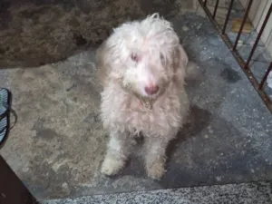 Cachorro raça Poodle idade 2 anos nome Jessica Cristina Viana da Silva