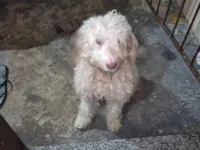 Cachorro raça Poodle idade 2 anos nome Jessica Cristina Viana da Silva