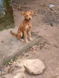 Cachorro raça SRD-ViraLata idade 2 a 6 meses nome Mel