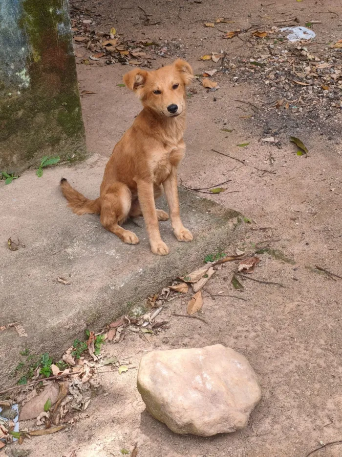 Cachorro raça SRD-ViraLata idade 2 a 6 meses nome Mel