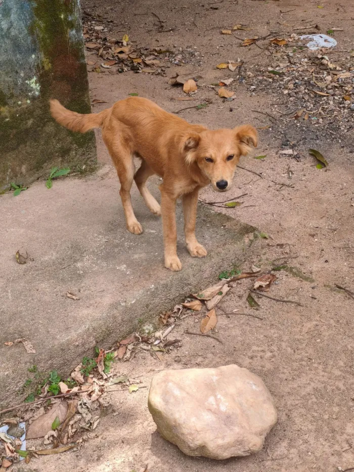 Cachorro raça SRD-ViraLata idade 2 a 6 meses nome Mel