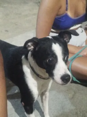 Cachorro raça SRD-ViraLata idade 3 anos nome Thor