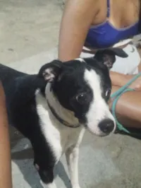 Cachorro raça SRD-ViraLata idade 3 anos nome Thor