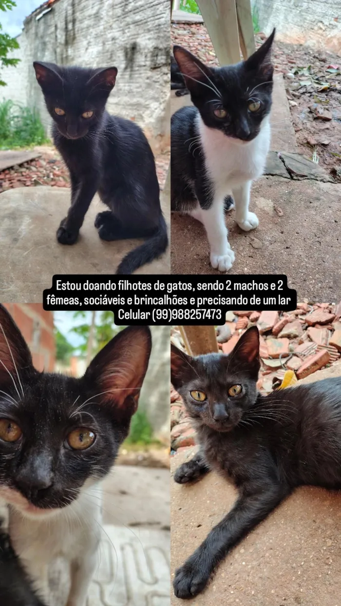Filhotes de gatos ,2 fêmeas e 2 machos 