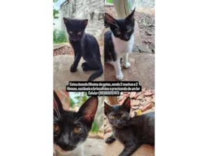 Gato raça Sphynx idade 2 a 6 meses nome Filhotes de gatos ,2 fêmeas e 2 machos 