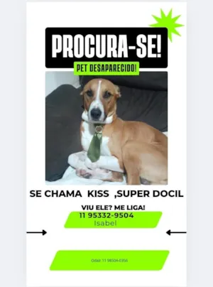 Cachorro raça SRD-ViraLata idade 4 anos nome Kiss