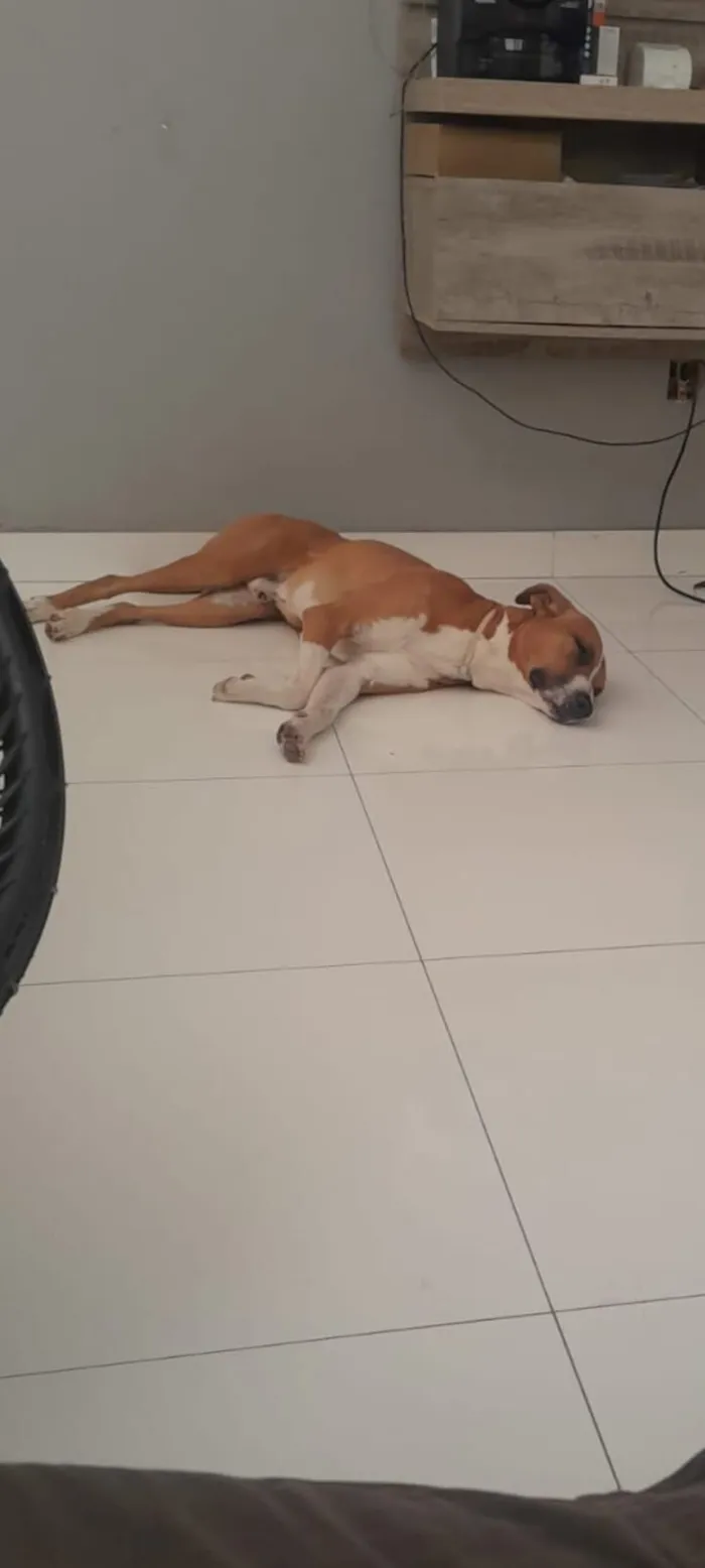 Cachorro raça SRD-ViraLata idade 4 anos nome Kiss