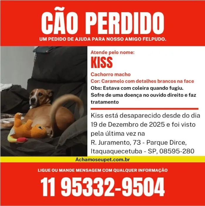 Cachorro raça SRD-ViraLata idade 4 anos nome Kiss