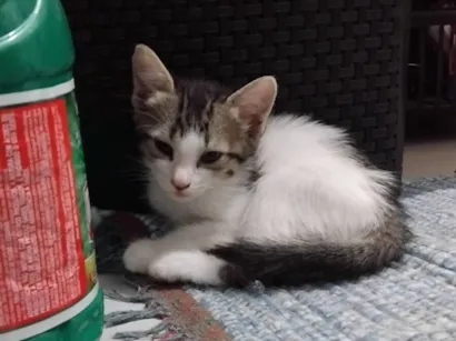 Gato raça Exótico idade 2 a 6 meses nome Nina