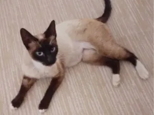 Gato raça Siamês idade 1 ano nome Ágata 