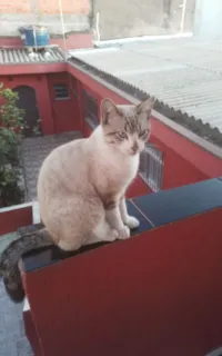 Gato raça SRD-ViraLata idade 2 anos nome Pipoca