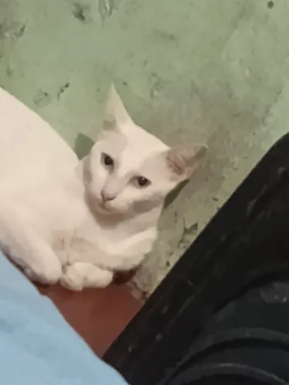 Gato raça SRD-ViraLata idade 5 anos nome Mentos 