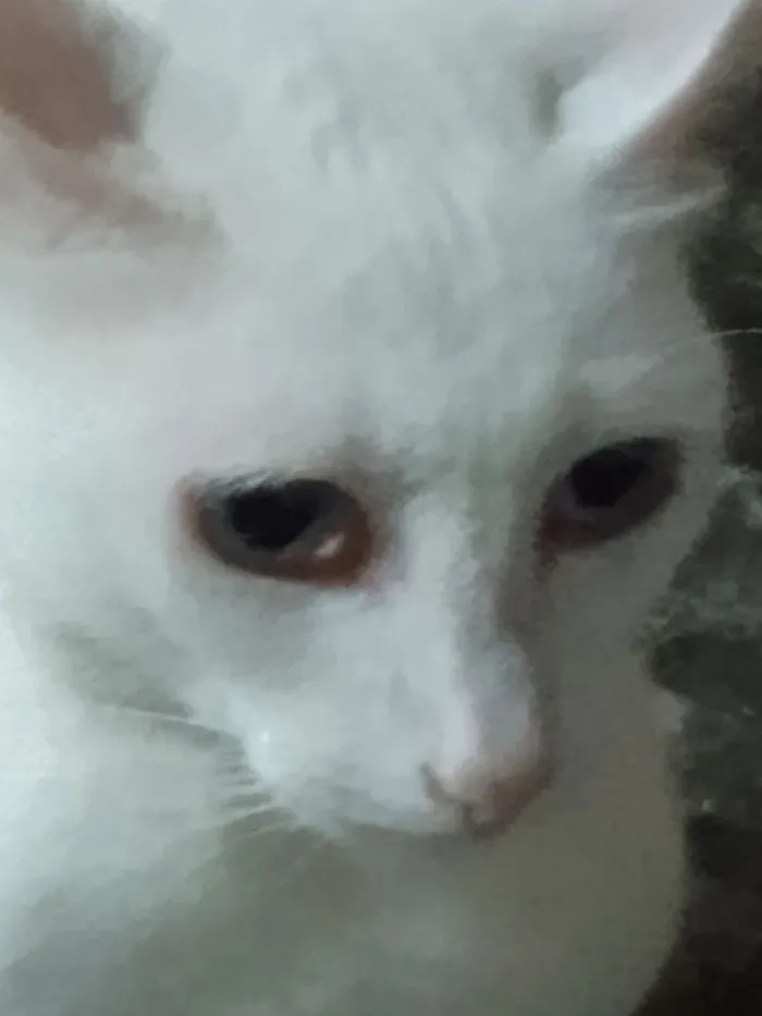 Gato raça SRD-ViraLata idade 5 anos nome Mentos 