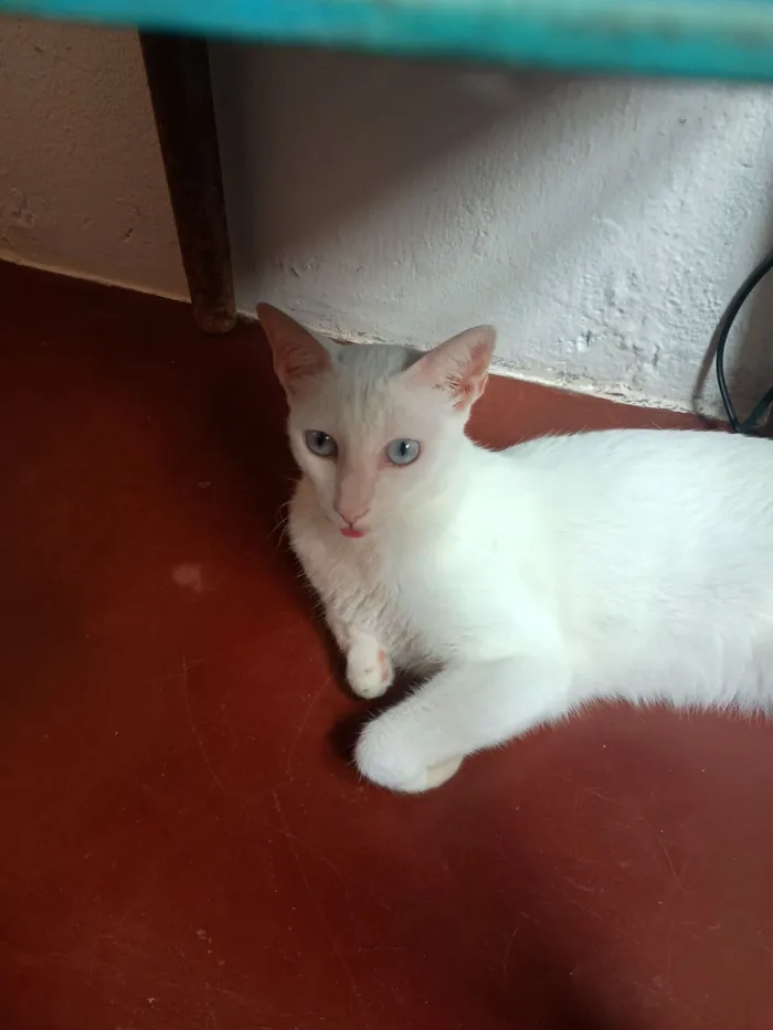 Gato raça SRD-ViraLata idade 5 anos nome Mentos 