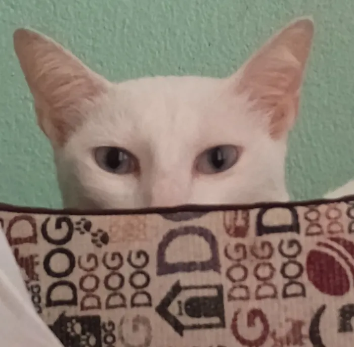 Gato raça SRD-ViraLata idade 5 anos nome Mentos 