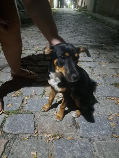 Cachorro raça SRD-ViraLata idade 1 ano nome Sem nome 