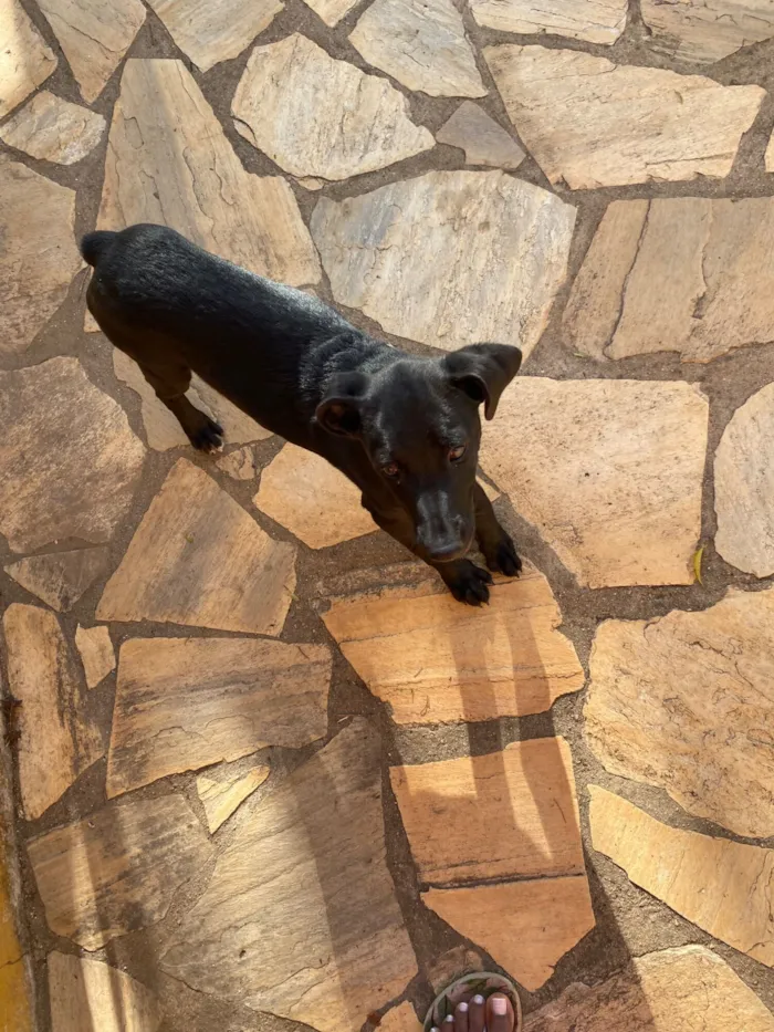 Cachorro raça SRD-ViraLata idade 7 a 11 meses nome Toninha