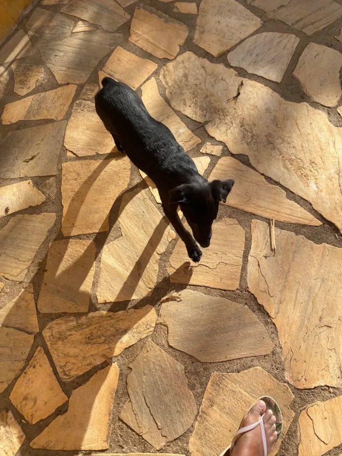 Cachorro raça SRD-ViraLata idade 7 a 11 meses nome Toninha