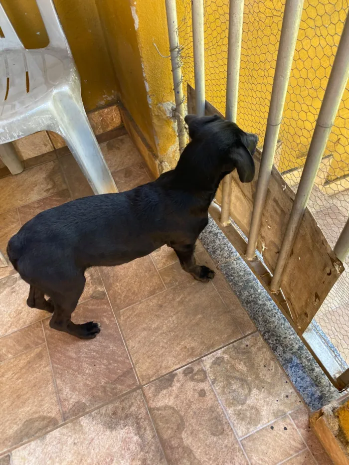 Cachorro raça SRD-ViraLata idade 7 a 11 meses nome Toninha