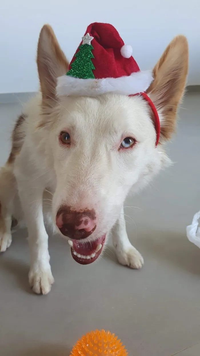 Cachorro raça SRD-ViraLata idade 4 anos nome Luke