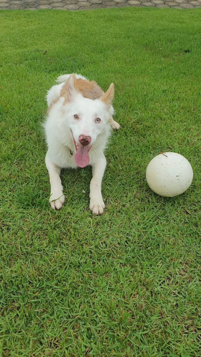 Cachorro raça SRD-ViraLata idade 4 anos nome Luke