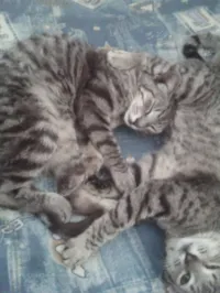 Gato raça Exótico idade 7 a 11 meses nome Catarina e tom